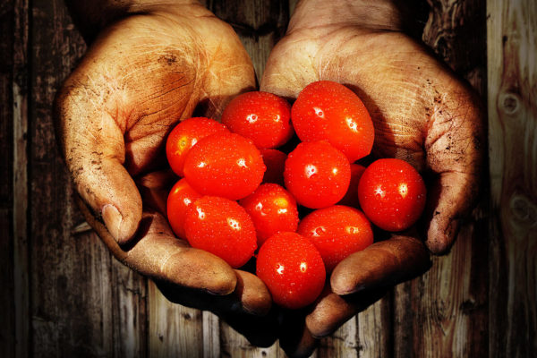 Tomaten in Händen als Herz
